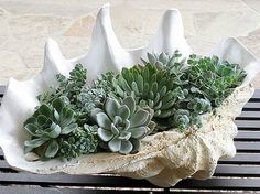 a bunch of succulents sitting on top of a wooden bench