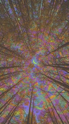 looking up at the tops of tall trees in a forest with a full moon visible