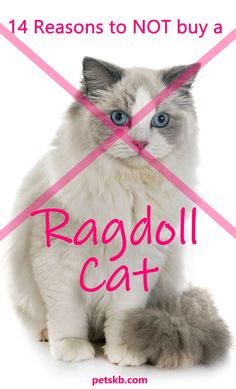 Ragdoll Cat Names, Katt Diy, Cat Projects, Rare Cats