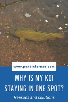 a fish in the water with text that reads why is my koi staying in one spot?