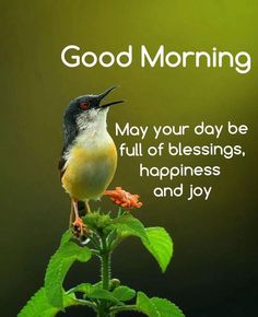 a bird sitting on top of a plant with the words good morning written below it