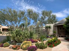 a cactus garden in front of a house with flowers and cacti around it