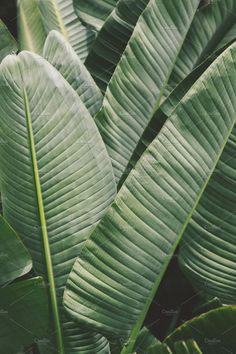 large green leaves in the jungle