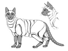 a drawing of a cat in different poses