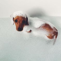 a brown and white dog laying on top of a bath tub covered in foamy water