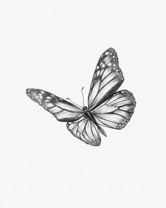 a black and white drawing of a butterfly flying in the air with its wings spread out