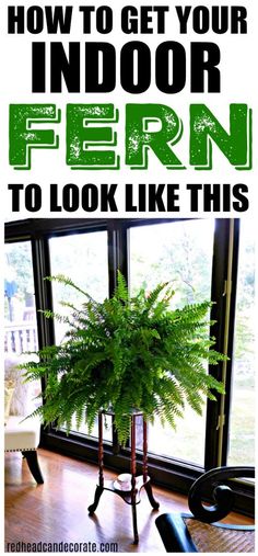 a potted plant sitting on top of a wooden table next to a window with the words how to get your indoor fern to look like this