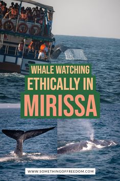 whale watching in the ocean with text overlay that reads whale watching ethically in mirissasa