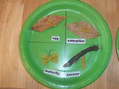 two paper plates with different types of leaves on them, one is green and the other is yellow