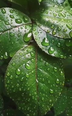 green leaves with water drops on them