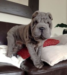 a large gray dog sitting on top of a brown leather couch next to a red pillow