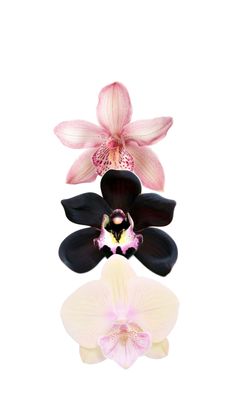 three different types of orchids are shown in this image, one is pink and the other is black