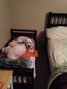 two small beds in a room with one dog laying on the bed and another lying on the floor