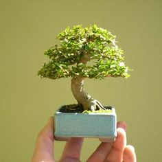 a person holding up a small bonsai tree