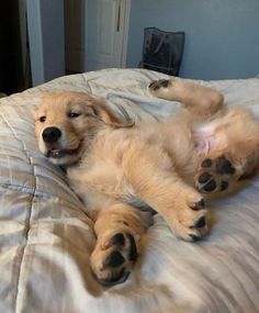 a brown dog laying on top of a bed