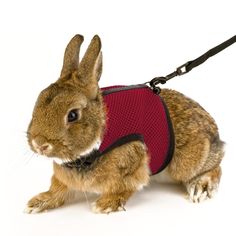 a small rabbit wearing a blue vest on a white background with a black leash attached to it's neck