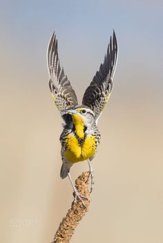 a small yellow and black bird sitting on top of a tree branch with its wings spread