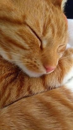 an orange and white cat sleeping on top of another cat