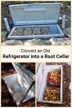 an old refrigerator into a root cellar with apples in the bottom and below