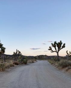 a dirt road surrounded by trees and bushes