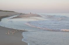 several birds are walking along the beach near the water's edge as people walk in the distance