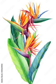 watercolor painting of bird of paradise flowers and leaves on a white background with clippings