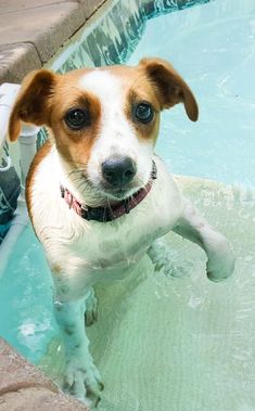 a brown and white dog standing next to a swimming pool