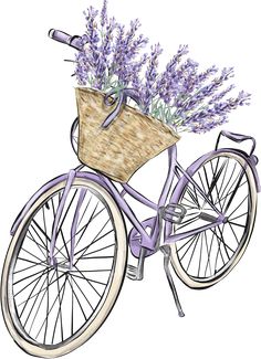 a drawing of a bicycle with lavender flowers in the basket