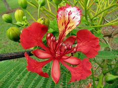 a red flower with yellow stamens and green leaves