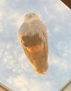 an owl statue sitting on top of a building under a blue sky filled with clouds