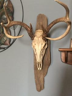 an animal skull mounted on the wall