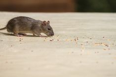 a small rodent standing on top of a table eating food off of it's side