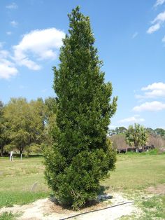 a tall green tree sitting in the middle of a field