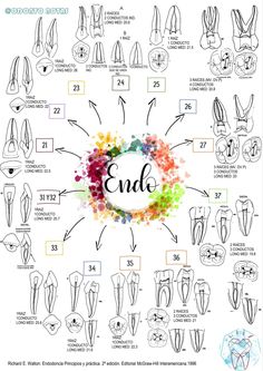 Anatomy Dental, Dental Assistant School, Dental Wallpaper, Dental Assistant Study, Dental Quotes, Dental World