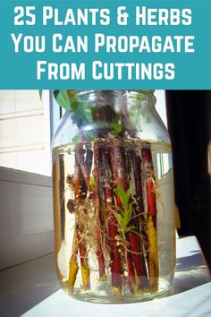 a jar filled with plants and herbs sitting on top of a white table next to the words, 25 plants & herbs you can propate from cuttings