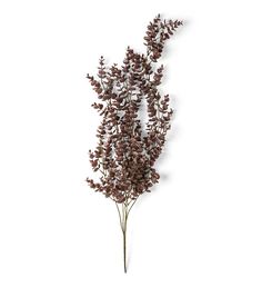 dried flowers are arranged on a white background