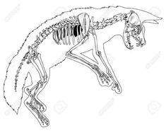 the skeleton of a fox is shown in this black and white illustration stock photo - 959