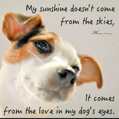 a dog looking up at the camera with an inspirational quote on it's side