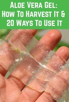 If you have an Aloe plant, it's incredibly easy to harvest the gel. Here's how, plus 20 brilliant ways to use it. How To Save Aloe Vera Gel, How To Get Aloe Gel From Plant, What To Use Aloe Vera Plant For, What To Do With Aloe Vera Gel, What Can You Do With Aloe Vera Plant, How To Make Aloe Gel From Plant, Aloe Plant Benefits, Aloe Recipes For Skin