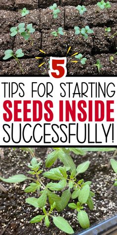 seeding plants growing in soil with the words 5 tips for starting seeds inside successfully