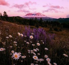 wildflowers in the foreground with a mountain range in the background at sunset