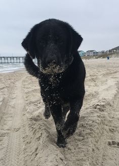 a black dog running on the beach with sand in front of it and a pier in the background