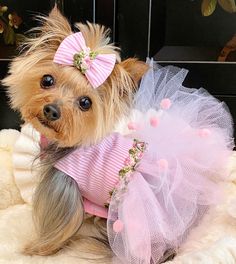 a small dog wearing a pink and white tutu with a bow on it's head