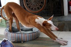 a brown and white dog standing on top of a bed