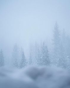 a snow covered forest with pine trees in the background on a foggy winter day