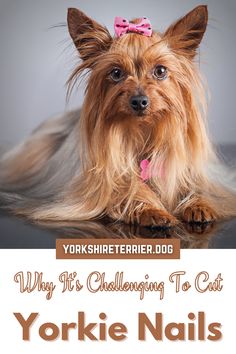 yorkie terrier dog with pink bow on her head and the words yorkshireie terrier dog why it's challenginging to cat yorkie nails