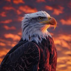 Bald Eagles: High-Res Images for Diverse Uses Bald Eagle Art, Architectural Masterpieces, Awesome Owls, Eagle Wallpaper, Animal Spirit Guides, Eagle Art, Bald Eagles, Very Cute Dogs