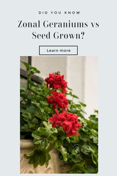 red zonal geraniums spilling from a white stone windowbox on a building, text overlay reads: did you know? Zonal geraniums vs seed grown? learn more Zonal Geraniums, Martha Washington Geranium, Space Garden, Diy Gardening