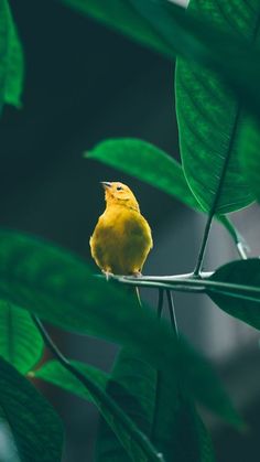 a small yellow bird sitting on top of a green leafy tree