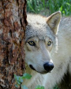 a wolf standing next to a tree in the forest